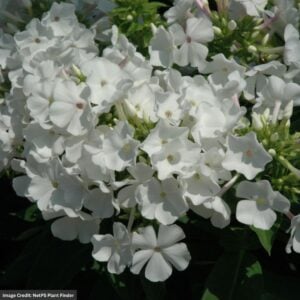 Dwarf Garden Phlox (Paniculata) – Flame White – #1 Container