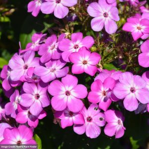 Garden Phlox (Paniculata) – Flame Pro Purple – #1 Container