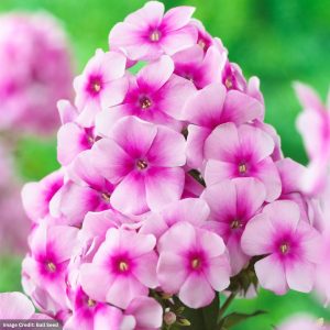 Garden Phlox (paniculata) – Sweet Summer™ Festival™ Rose Dark Eye – #1 Container