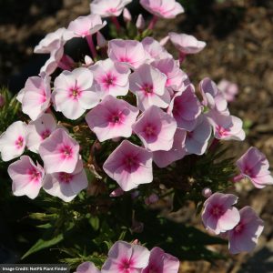 Garden Phlox (Paniculata) – Flame Pro Baby Doll – #1 Container