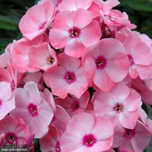 Garden Phlox (paniculata) – Sweet Summer™ Queen™ Salmon Orange Dark Eye – #1