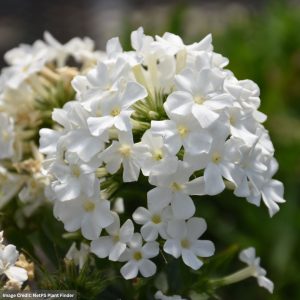 Garden Phlox (Paniculata) – Early White – #1 Container