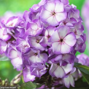 Garden Phlox (paniculata) – Sweet Summer™ Fantasy™ Purple Bicolor – #1