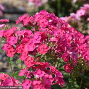 Garden Phlox – Ka-Pow® Pink – #1 Container