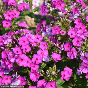 Garden Phlox – Ka-Pow® Purple – #1 Container