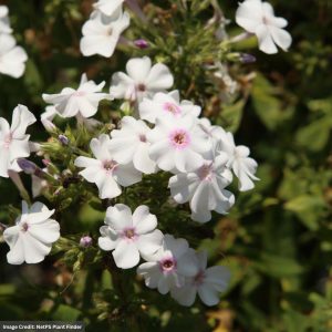 Garden Phlox – Ka-Pow® White – #1 Container