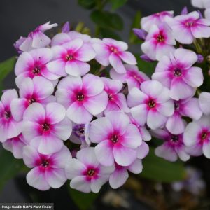 Garden Phlox – Ka-Pow® White Bicolor – #1 Container