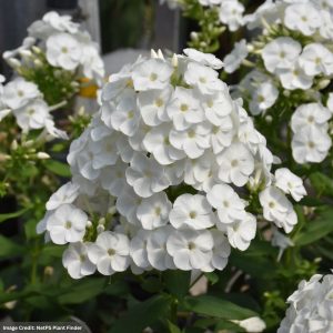 Garden Phlox (Paniculata) – Luminary Backlight – #1 Container