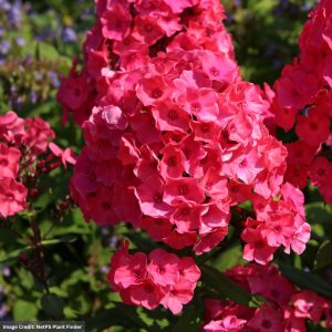 Garden Phlox – Super Ka-Pow™ Coral – #1 Container