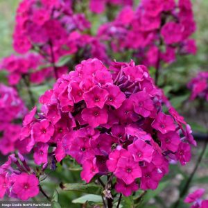 Garden Phlox – Super Ka-Pow™ Fuchsia – #1 Container