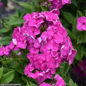 Garden Phlox – Super Ka-Pow™ Lavender – #1 Container