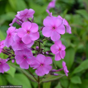 Garden Phlox – Super Ka-Pow™ Pink – #1 Container