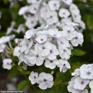 Garden Phlox – Super Ka-Pow™ White – #1 Container