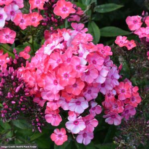 Garden Phlox (Paniculata) – Glamour Girl – #1 Container