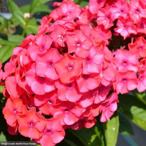 Garden Phlox (Paniculata) – Sunset Coral – #1 Container
