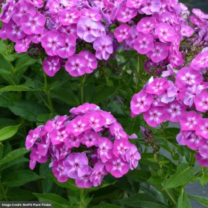 Garden Phlox (Paniculata) – Laura – #1 Container