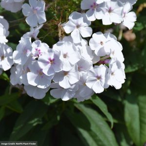 Garden Phlox (Paniculata) – Party Girl – #1 Container