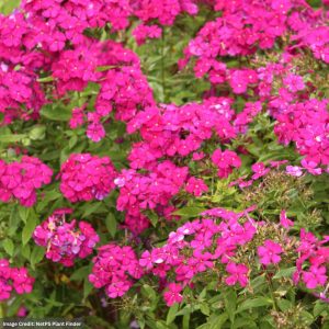 Garden Phlox (Paniculata) – Ultraviolet – #1 Container