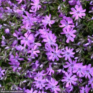 Phlox – Bedazzled Pink – #1 Container
