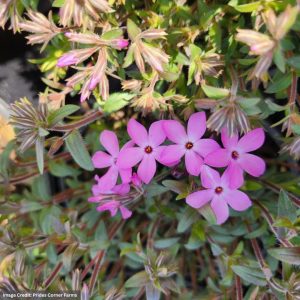 Phlox – Woodlander Pink – #1 Container