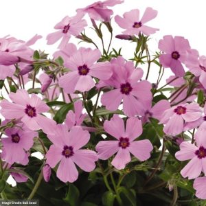 Phlox – Woodlander Rose – #1 Container