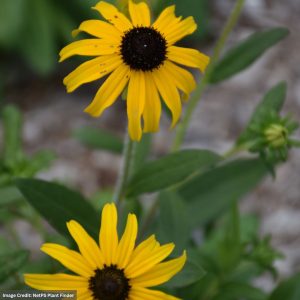 Black Eyed Susan (Rudbeckia) – American Gold Rush – #1 Container