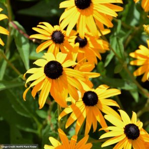 Black Eyed Susan (Rudbeckia Fulgida) – Goldsturm – #1 Container