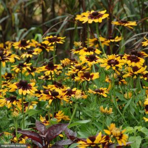 Black Eyed Susan (Rudbeckia) – Sonora – #1 Container
