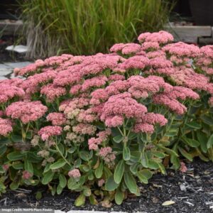 Stonecrop (Sedum) – Autumn Fire – #1 Container