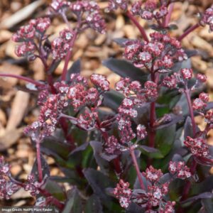 Stonecrop (Sedum) – Conga Line – #1 Container