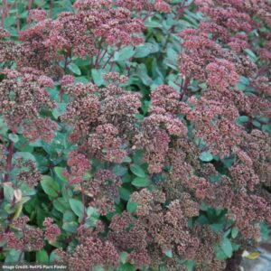 Stonecrop (Sedum) – Matrona – #1 Container