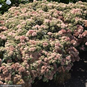 Stonecrop (Sedum) – Coraljade – #1 Container