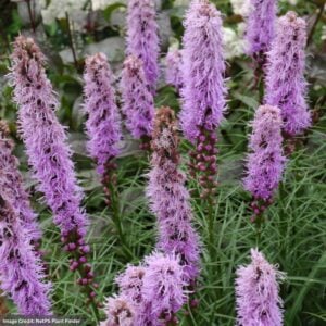 Blazing Star (Liatris Spicata) – Kobold – #1 Container
