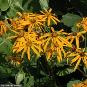 Rayflower (Ligularia) – Othello – #1 Container