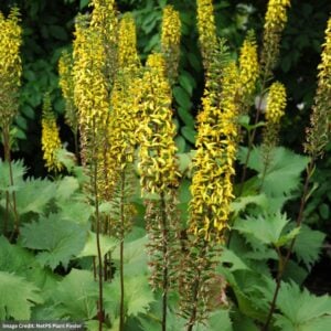 Rayflower (Ligularia) – The Rocket – #1 Container