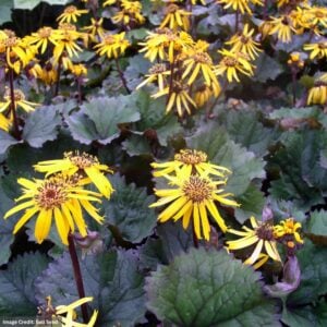 Ragwort (Ligularia dentata) – Twilight – #1 Container