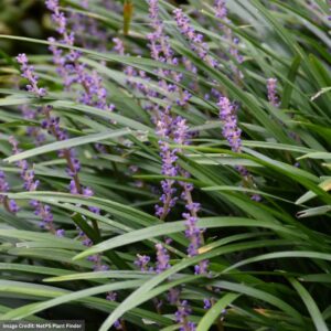 Lily Turf (Liriope Muscari) – Big Blue – 3.5″ Container