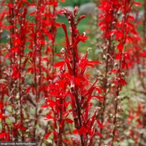 Cardinal Flower (Lobelia) – Black Truffle – #1 Container