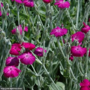 Rose Campion (Lychnis) – Coronaria – 2 Qt Container