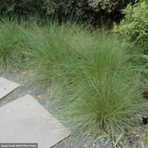 Hairawn Muhly (Muhlenbergia Capillaris) – #1 Container