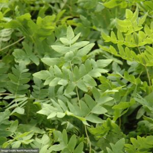 Royal Fern (Osmunda Regalis) – #1 Container
