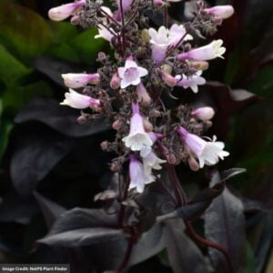 Beardtongue (Penstemon) – Dark Towers – #1 Container