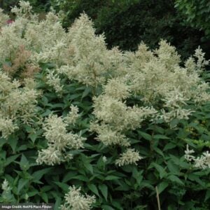 Fleeceflower (Persicaria) – Polymorpha – #1 Container
