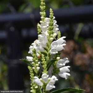 Physostegia (Viginiana Physostegia) – Crystal Peak White – #1 Container
