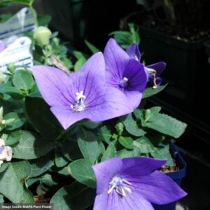 Balloon Flower (Platycodon grandiflorus) – Astra Blue – #1 Container