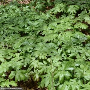 Mayapple (Podophyllum Peltatum) – #1 Container