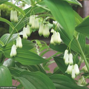 Common Solomon’s Seal (Polygonatum Multiflorum) – #1 Container