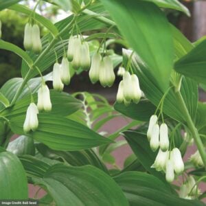 Common Solomon’s Seal (Polygonatum Multiflorum) – #1 Container