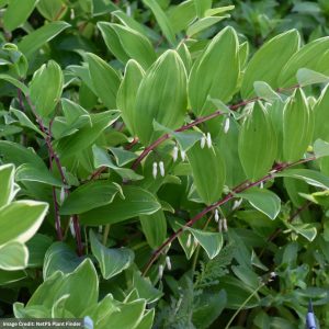 Solomon’s Seal (Polygonatum) – Variegated – #1 Container