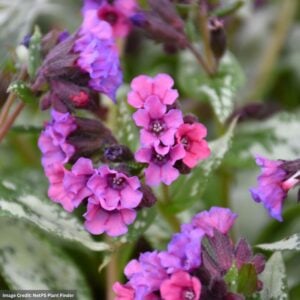 Lungwort (Pulmonaria) – Silver Bouquet – 2 Qt Container